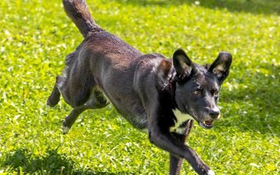 Tiere suchen ein Zuhause: Emma sucht als Prinzessin einen Einzelplatz