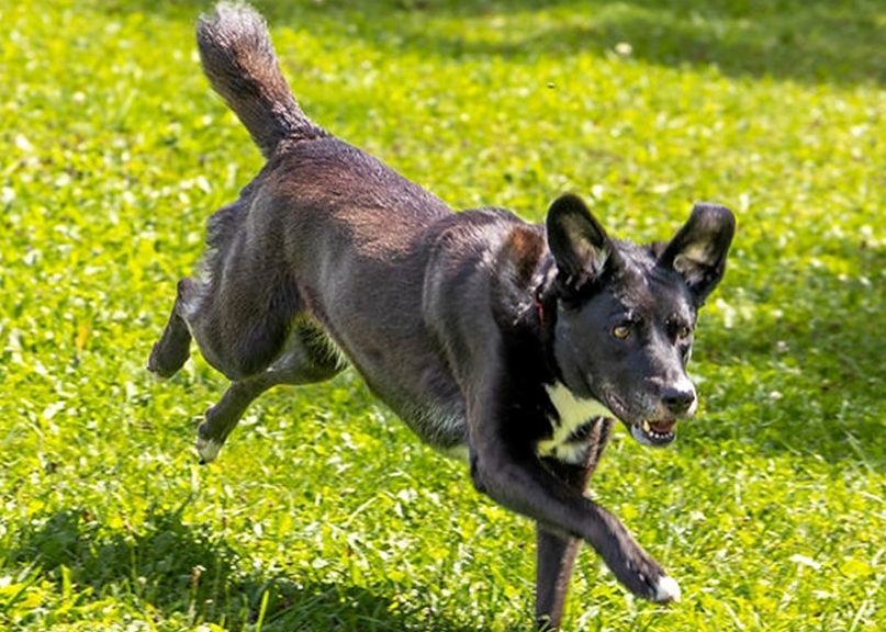Tiere suchen ein Zuhause: Emma sucht als Prinzessin einen Einzelplatz