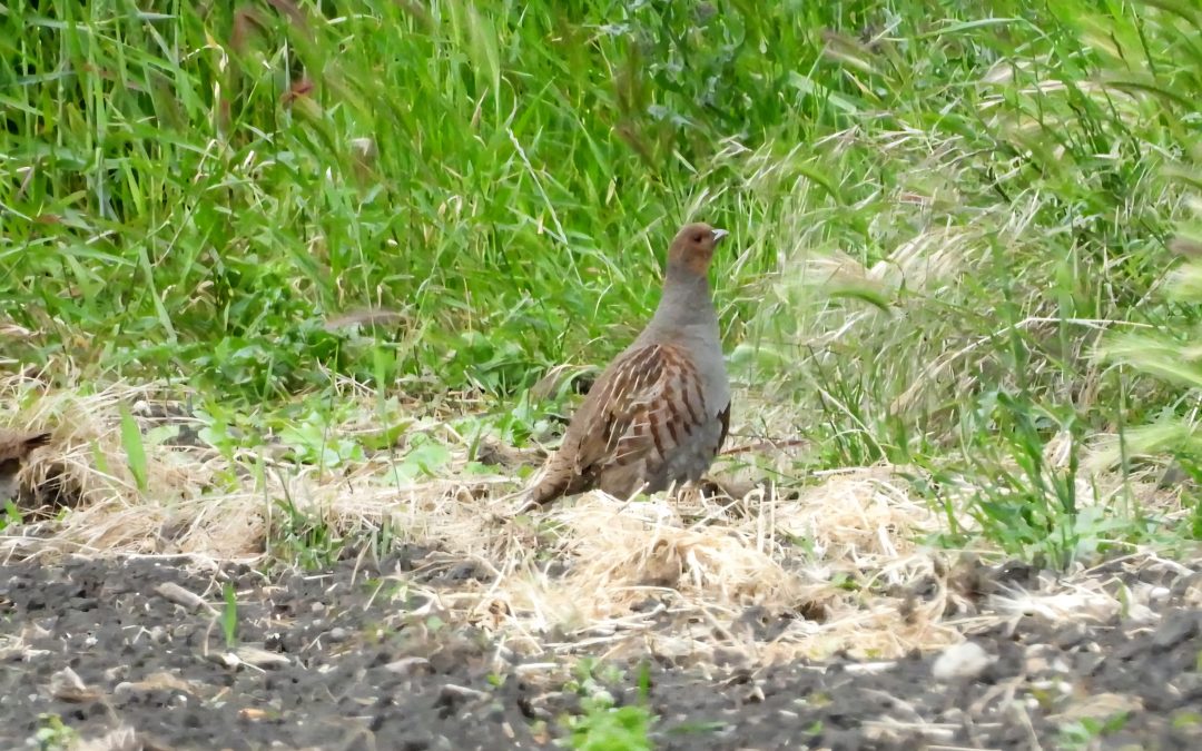 Rekord bei der Wahlbeteiligung: Das Rebhuhn ist Vogel des Jahres 2026