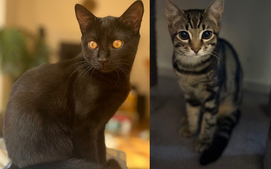 Tiere suchen ein Zuhause: Sari und Simba zwei Katzenschönheiten