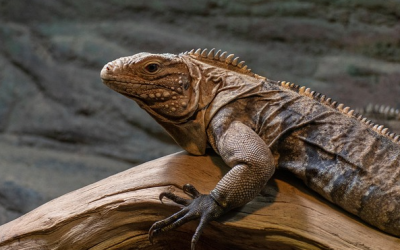 Gesunde Ernährung für Reptilien: Fünf Grundsätze für Halter