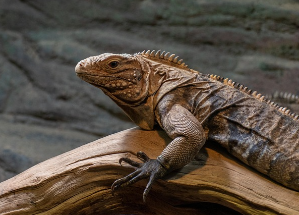 Gesunde Ernährung für Reptilien: Fünf Grundsätze für Halter