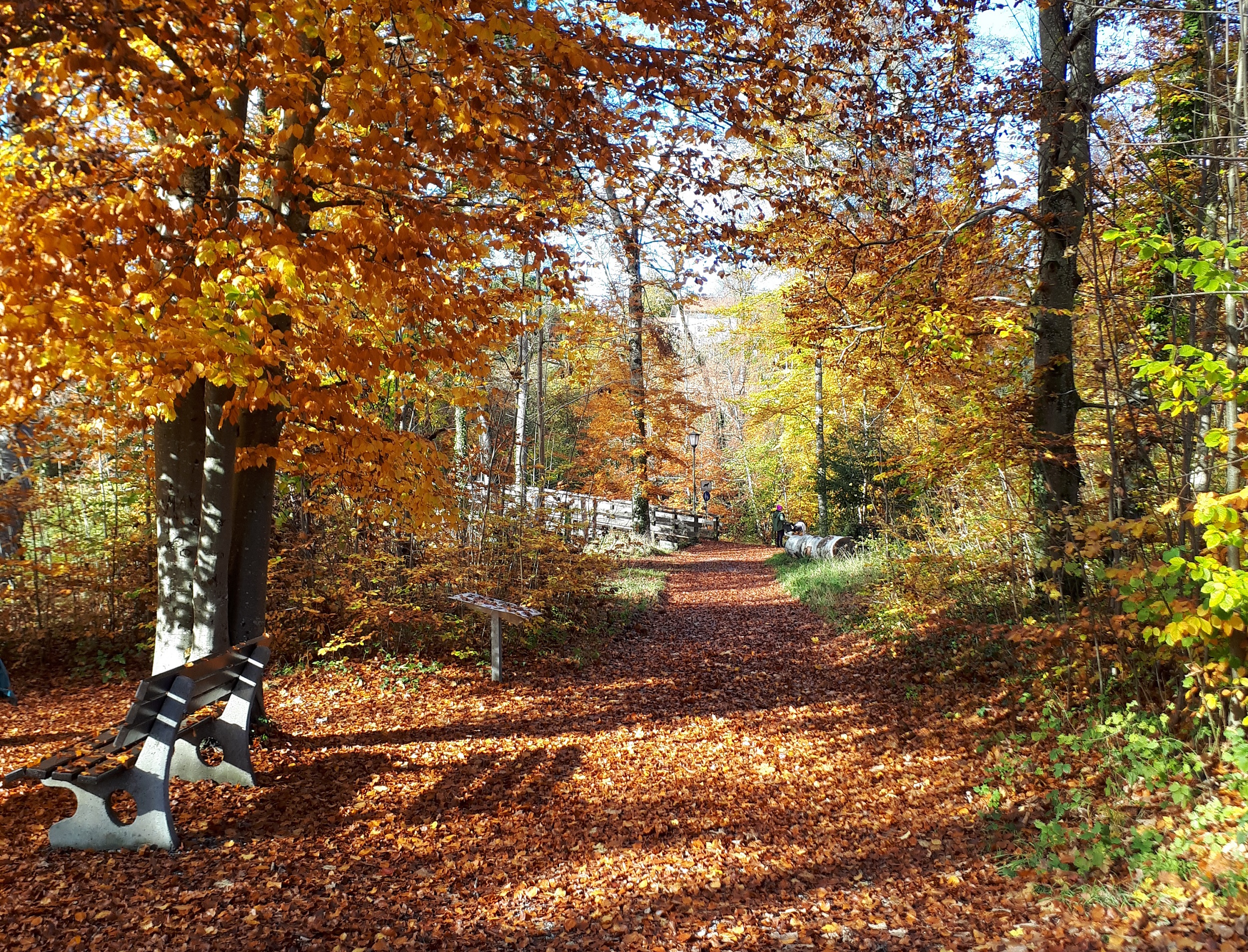 Pressebild Wildkräuterwanderung Eichental c-Markt Prien a. Chiemsee Am Samstag, 18. Oktober 2025, erkunden die Teilnehmer der neuen Wildkräuterwanderung das Priener Eichental und Umgebung. Foto: Markt Prien am Chiemsee