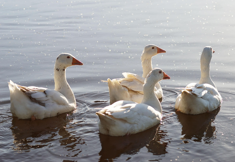Vogelgrippe breitet sich aus – LBV gibt Verhaltenstipps für Bürger