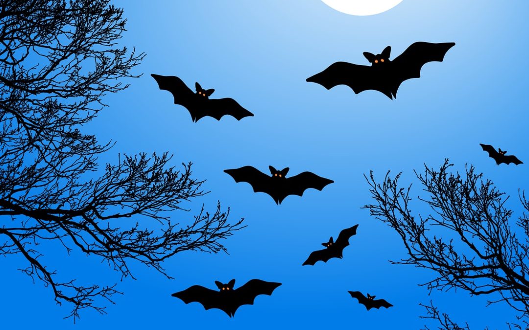 Kein Grund zum Gruseln: LBV zieht Halloween-Bilanz zu gefährdeten Fledermausarten