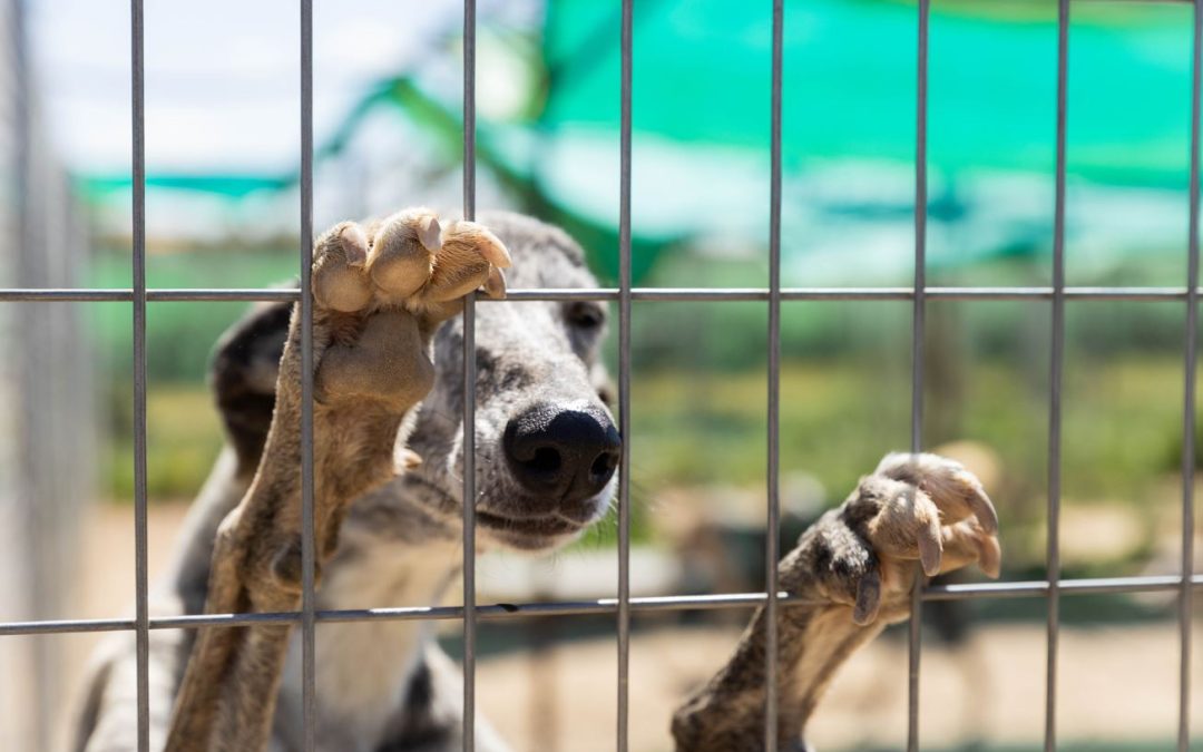 Gut Aiderbichl für Tierschutz-Einsatz ausgezeichnet