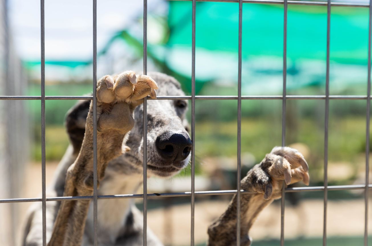 (c)Gut_Aiderbichl_Seit 2023 setzt sich Gut Aiderbichl verstärkt für spanische Windhunde ein Seit 2023 setzt sich Gut Aiderbichl verstärkt für spanische Windhunde ein. Foto: Copyright Gut Aiderbichl