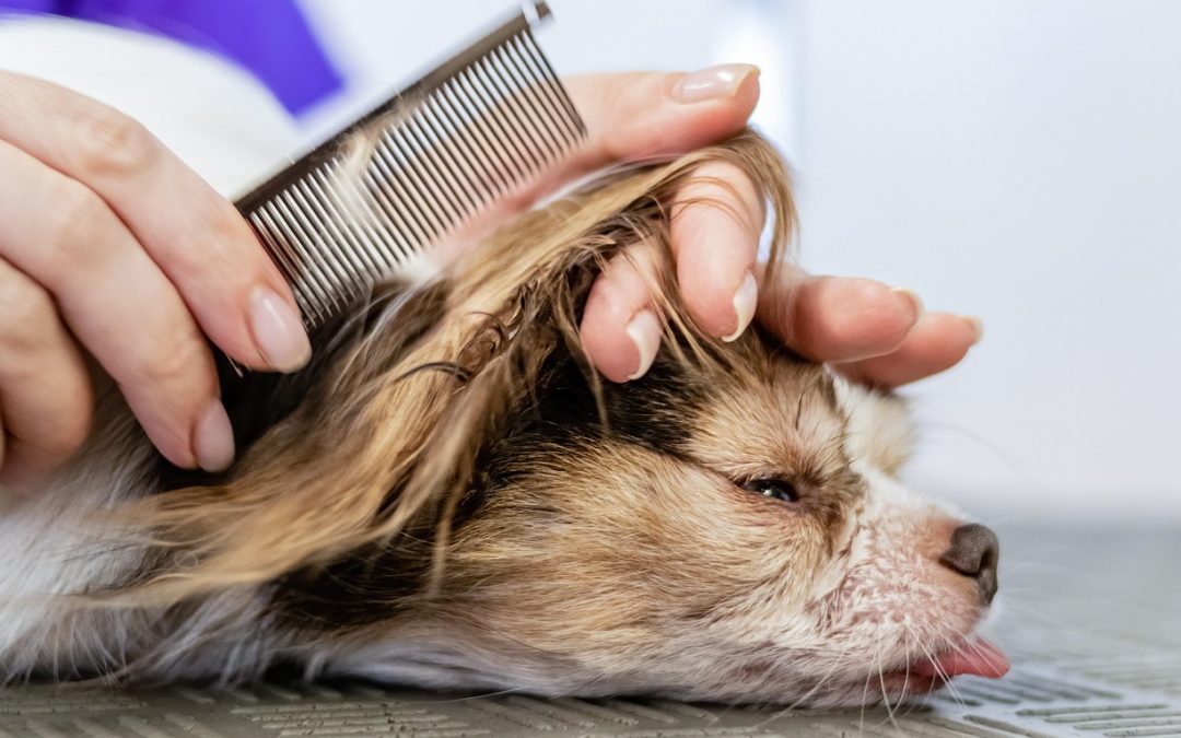 Hygiene mit Haustier leicht gemacht