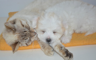 Erste Hilfe bei Hund und Katze