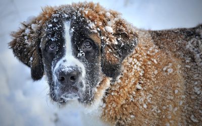 Erster Winter mit Hund: Gesund und sicher durch die kalte Jahreszeit