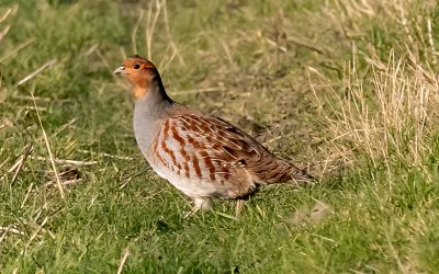 Nachwuchs beim Vogel des Jahres: Jetzt Rücksicht in der Feldflur nehmen