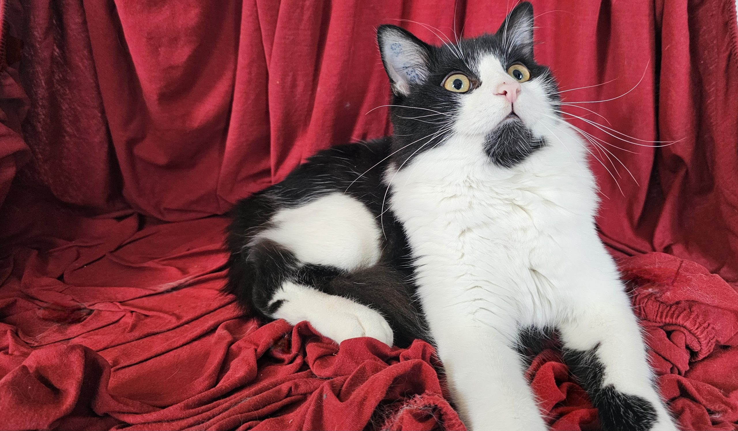 Katze Katze Copyright Josefa Staudhammer