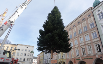 Der Rosenheimer Christbaum steht: 14 Meter Weihnachtsfreude auf dem Max-Josefs-Platz