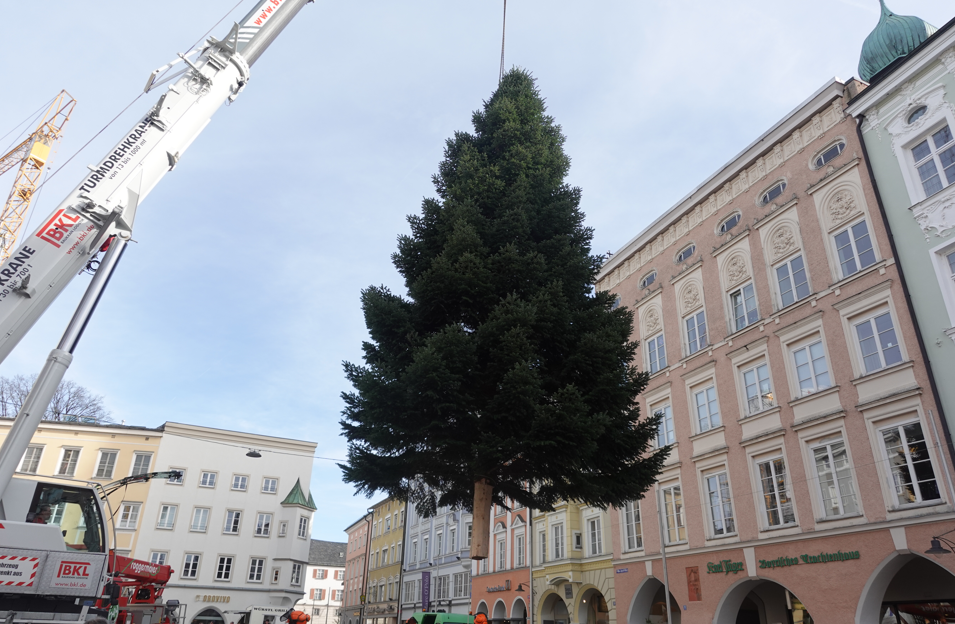Der Rosenheimer Christbaum steht: 14 Meter Weihnachtsfreude auf dem Max-Josefs-Platz