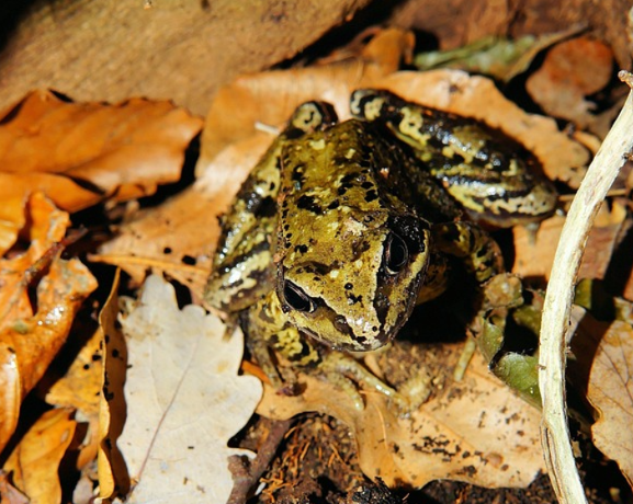 Sicher durch den Winter: So werden Gärten zum Quartier für Amphibien
