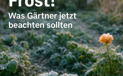 Jetzt wird es frostig: So bleiben Garten-Pflanzen unversehrt