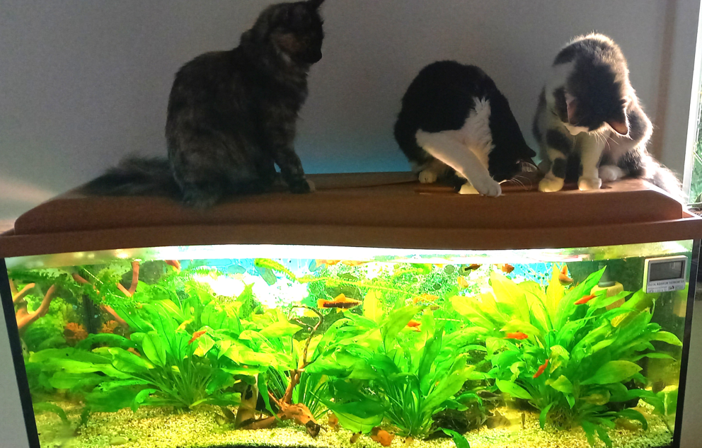 Frühstücksfernsehen im besten Sinne des Wortes