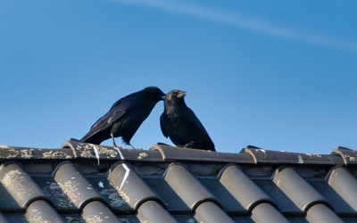 Schwarze Vogelschwärme über Bayern: Warum Rabenvögel jetzt besonders auffallen