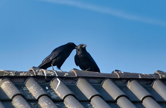 Schwarze Vogelschwärme über Bayern: Warum Rabenvögel jetzt besonders auffallen