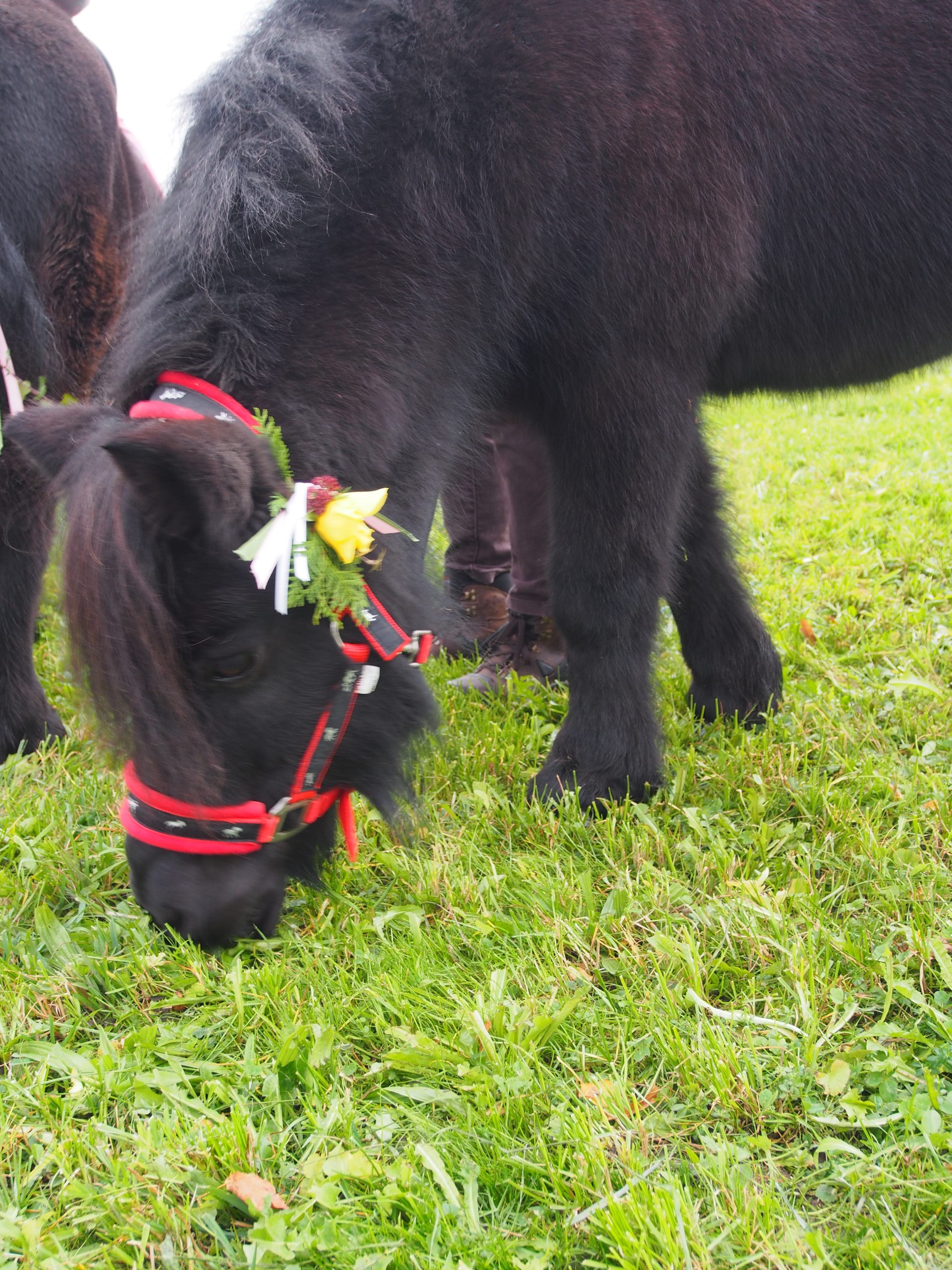 OLYMPUS DIGITAL CAMERA Leonhardiritt Nußdorf am Inn. Fotos: Copyright Elisabeth Eder