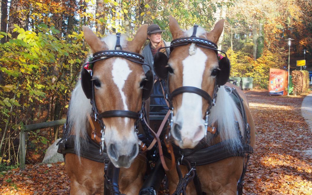 Leonhardiritt in Greimharting: Strahlender Sonnenschein über festlich geschmückten Pferden