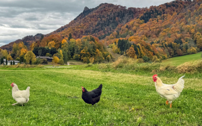 Bestes Herbstwetter lädt nicht nur die Menschen zur Wanderung ein