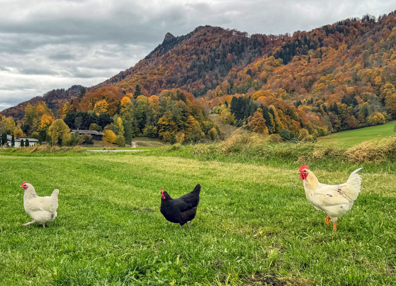 Bestes Herbstwetter lädt nicht nur die Menschen zur Wanderung ein