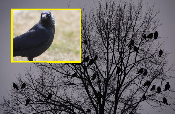 Diskussion über Saatkrähen – soll sich Rosenheim am Vergrämungsversuch beteiligen?