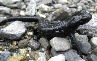 Lurch des Jahres 2026: LBV gratuliert dem Alpensalamander