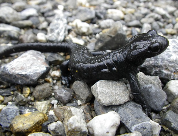 Lurch des Jahres 2026: LBV gratuliert dem Alpensalamander