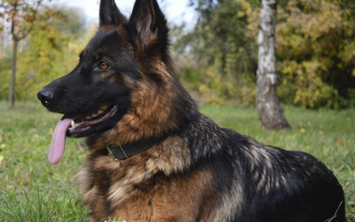 München: Hund im Stammstreckentunnel sorgt für Polizeieinsatz