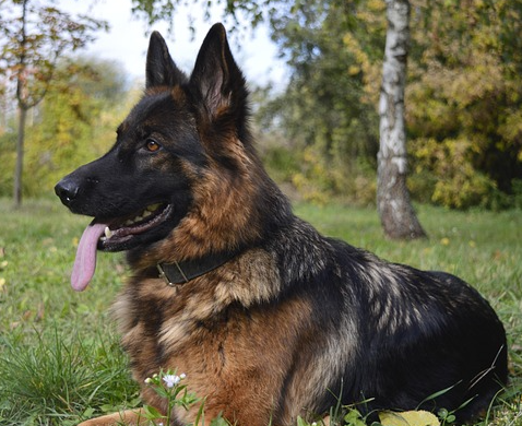 München: Hund im Stammstreckentunnel sorgt für Polizeieinsatz