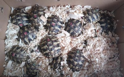 Kuriose Fracht: 31 Landschildkröten am Grenztunnel Füssen sichergestellt