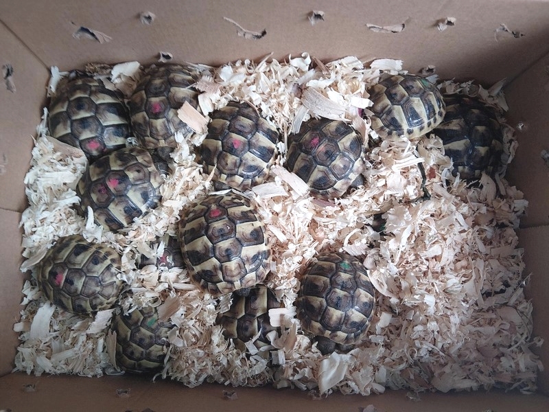 Kuriose Fracht: 31 Landschildkröten am Grenztunnel Füssen sichergestellt