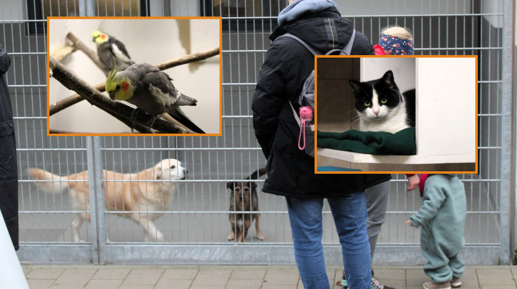 70 Jahre Tierliebe: Jubiläumsfeier im Tierheim Traunstein