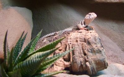 Tiergerechte Technik im Terrarium: Licht, Wärme und Luft im Blick