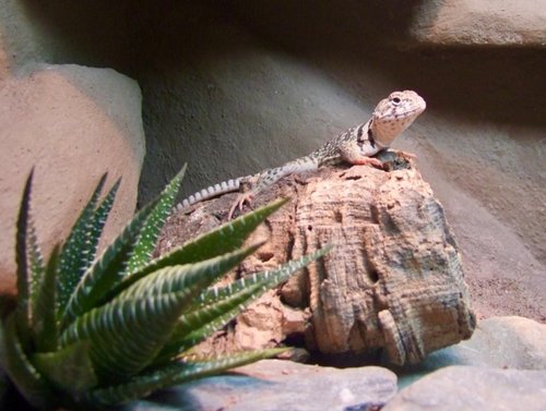 Tiergerechte Technik im Terrarium: Licht, Wärme und Luft im Blick