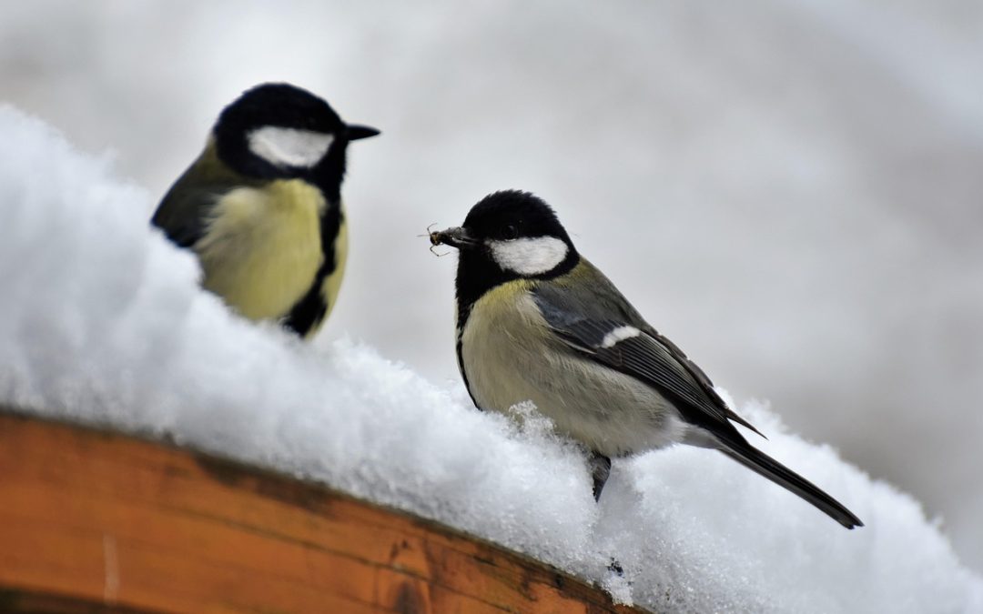 Über 7.000 Gärten in Bayern als vogelfreundlich ausgezeichnet