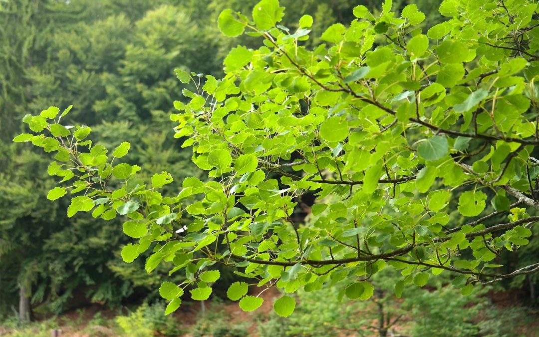 Pionierin für den Wald von morgen: LBV freut sich über die Zitterpappel als Baum des Jahres