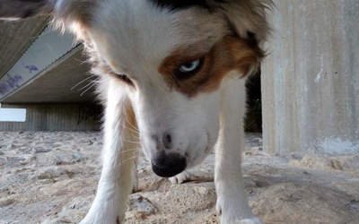 Auf der Spur des Fischotters: Artenspürhund im Einsatz