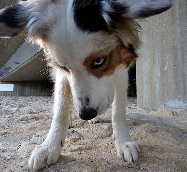 Auf der Spur des Fischotters: Artenspürhund im Einsatz