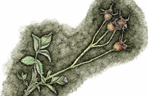 Zeichenworkshop in Prien: „Künstlerlandschaft Chiemsee ’25“ bietet kreatives Arbeiten mit Feder und Pflanzen