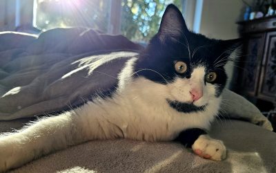 Wie Katzen ihre Liebe zeigen: Körpersignale und Laute richtig interpretieren