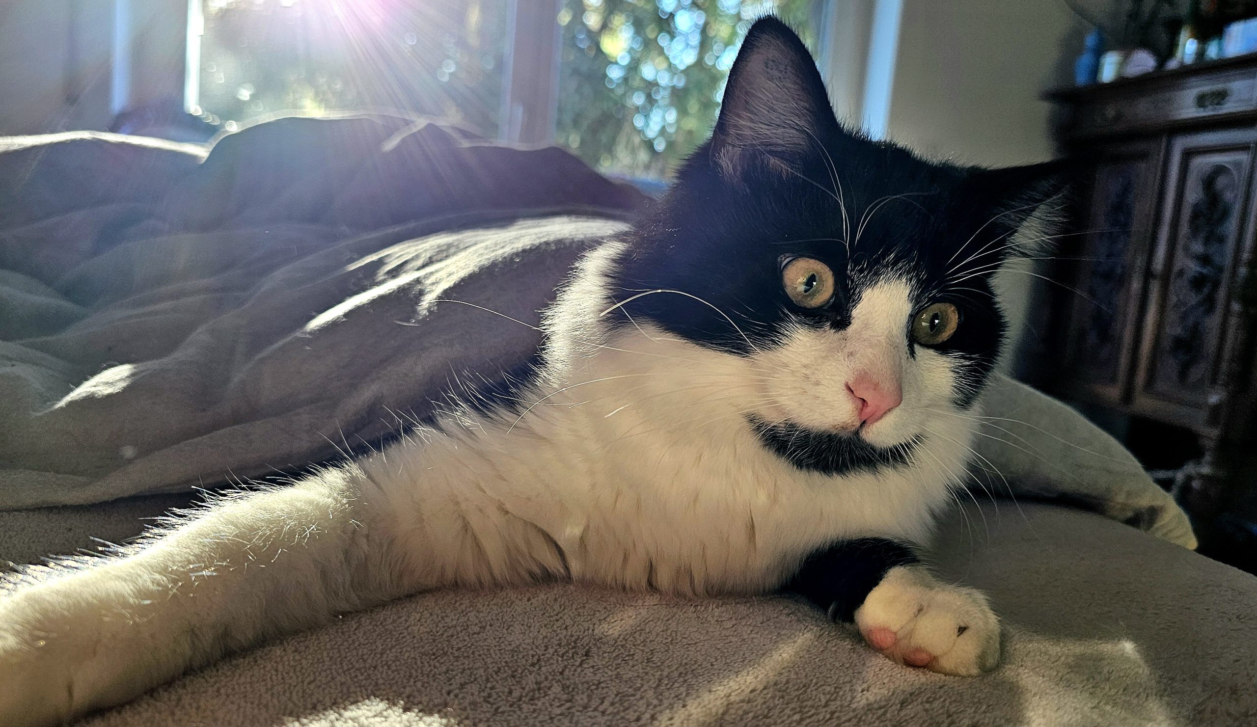 Katze Katze in Sonne