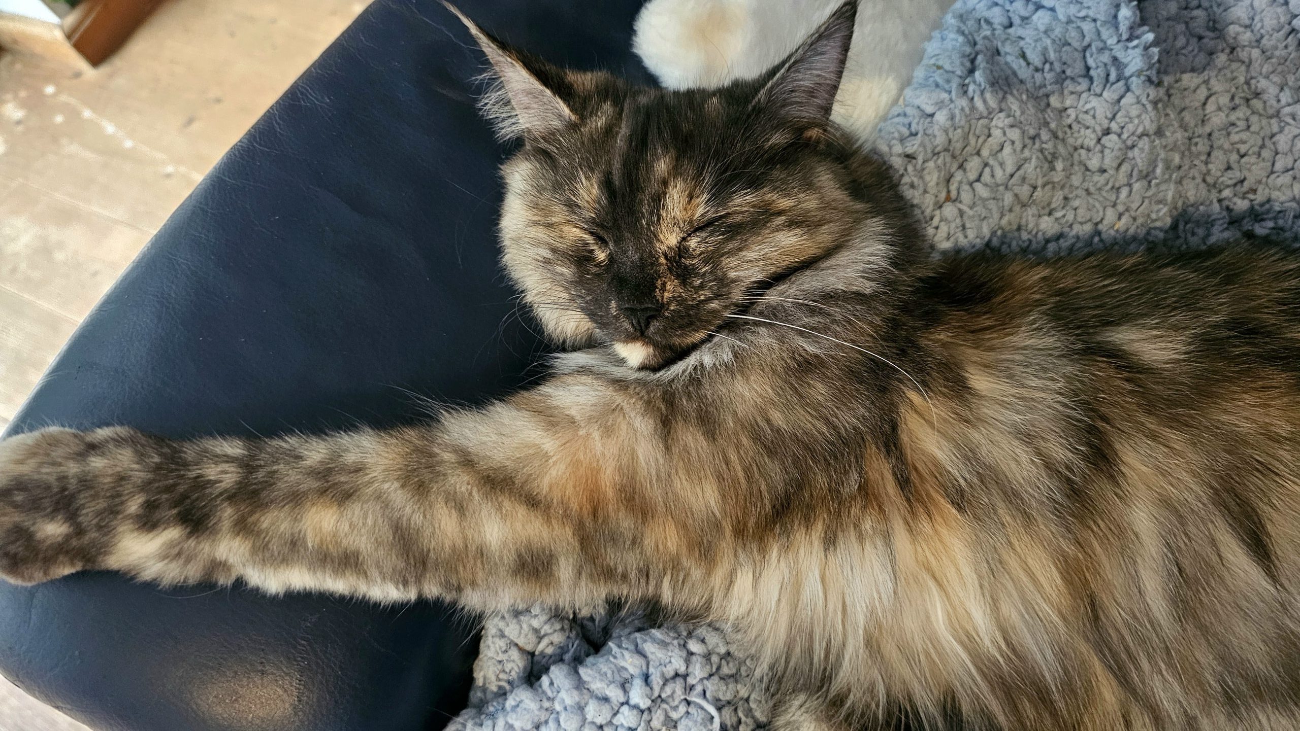 Katze Katze schlafend.