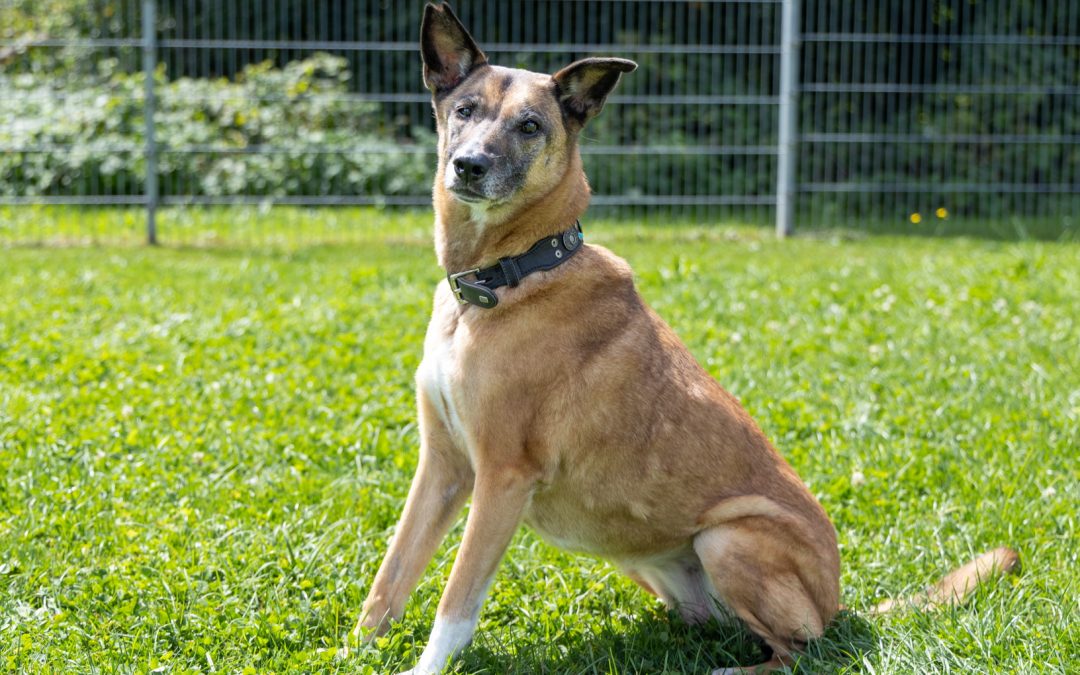 Tiere suchen ein Zuhause: Laika eine schöne Hundelady