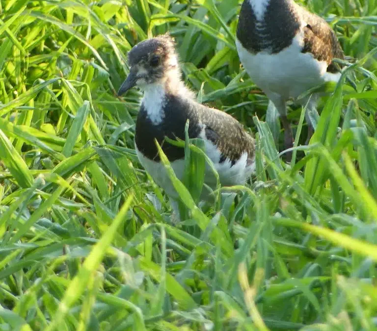 Kiebitzbestand im Landkreis Rosenheim bleibt stabil