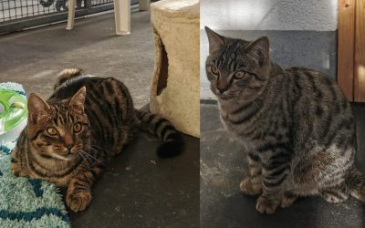 Tiere suchen ein Zuhause: Joey und Jacky Lebenslustige Kater