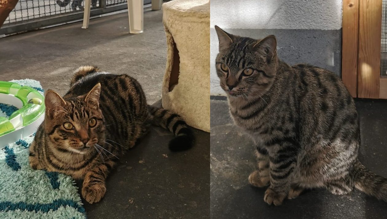 Katze-Jacky-Joey Copyright Tierheim Ostermünchen, zeigt Joey links und Jacky rechts