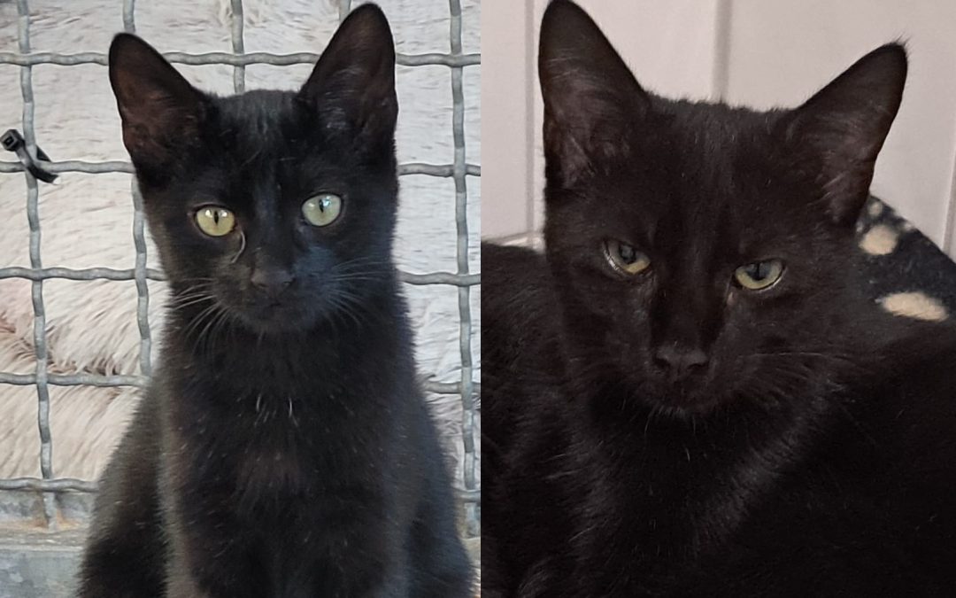 Tiere suchen ein Zuhause: Ophelia und Oana zwei schwarze Schönheiten